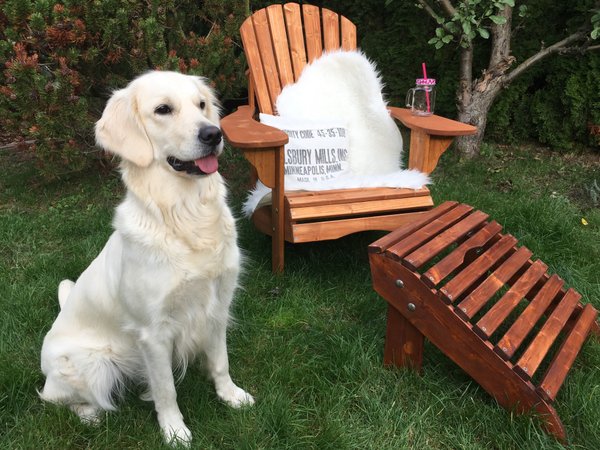 Adirondack Chair und Golden Retriever im Garten